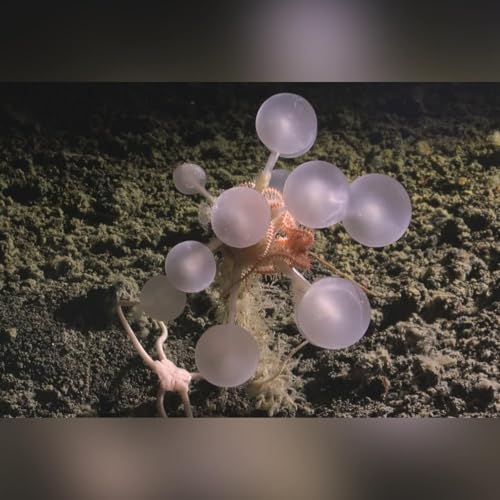 What are the carnivorous “death balls”?