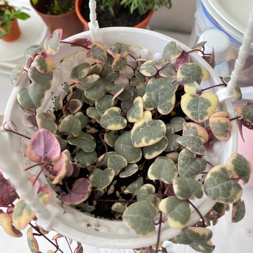 semillas colgantes de flores de candelabro pared de plantas, decoración de balcón, sala de estar, ceropegia woodii, Plantas resistentes para balcones plantas de jardín lianas 150pcs