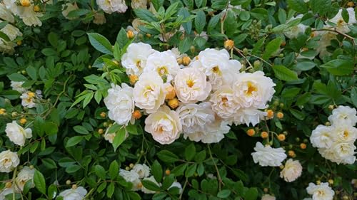 Rosa x multiflora 'Ghislaine de Feligonde' / Rosier liane/Ecomotte/Plante liane grimpante