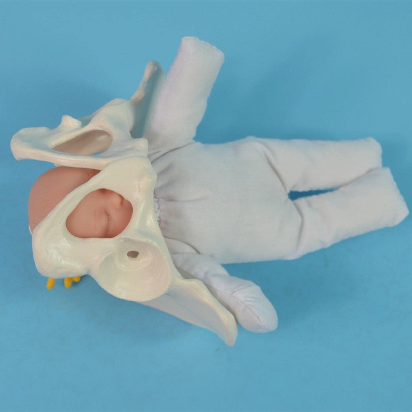 Human Female Pelvis Model with Baby Model for Student Teaching Display Study | Business & Industrial | Healthcare, Lab & Life Science | Other Health & Life Science