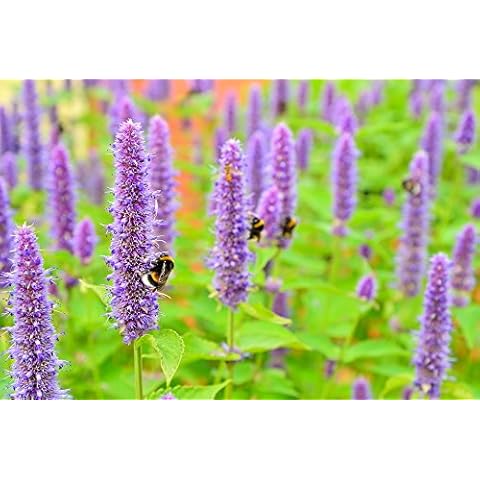Anise Hyssop 100 Seeds, Agastache -Scented Cover