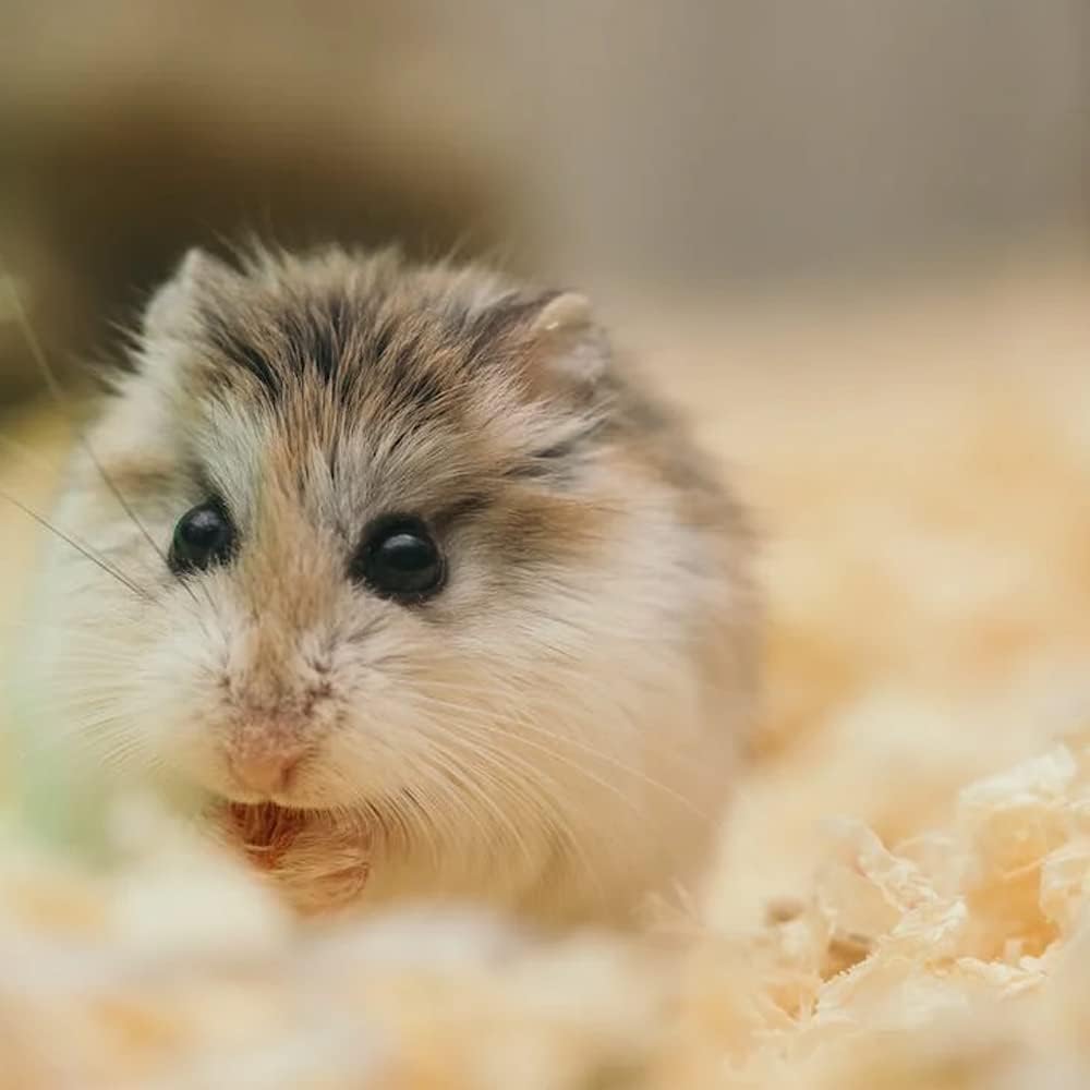 GNCGarden Palla per roditore grande 18 cm | Palla per roditore | Giocattolo per animali domestici | Giocattolo interattivo per criceto trasparente - Esercizi per animali