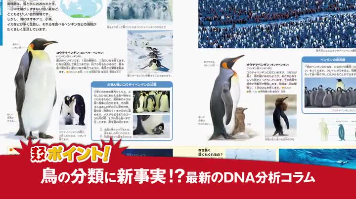 DVD付 新版 鳥 恐竜の子孫たち (小学館の図鑑・NEO) | 上田 恵介 |本