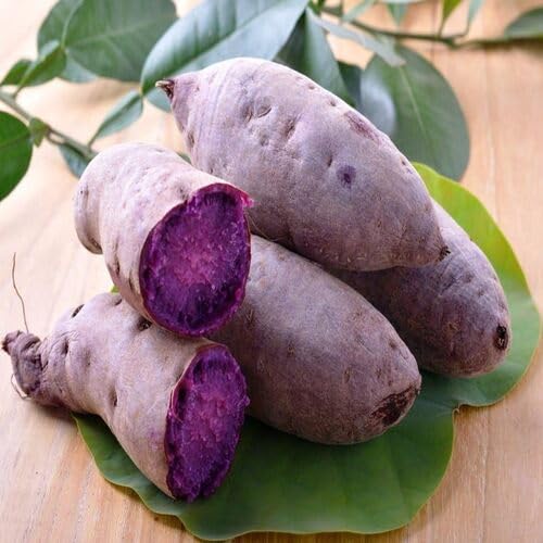 100pcs Purple Sweet Potato Vegetable Seeds