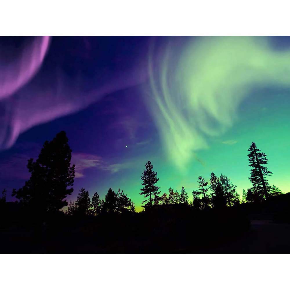 Wee Blue Coo Pine Trees Silhouette Northern Lights Art Print Poster Wall Decor 12X16 Inch