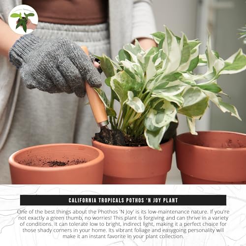 image for California Tropicals Pothos 'N Joy - 4