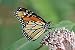 The Dirty Gardener Asclepias Syriaca Common Milkweed, 100 Seeds