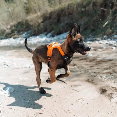 Non-stop dogwear Ramble Harness, Orange, Guide and Everyday Harness, Size: L