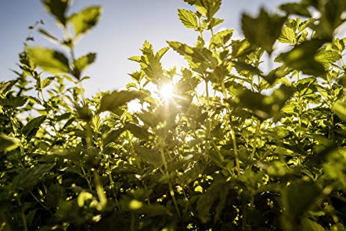 Ricola Natural Honey Herb 24 Drops #TOP3