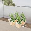 EEYBLAEEY DWC Hydroponics Growing System,5 Hydroponic Buckets Kit, Hydroponics Growing System with 5 Buckets for Herbs/Tomato/Vegetables System Complete Hydroponic Gardening Supplies for Outdoor #3