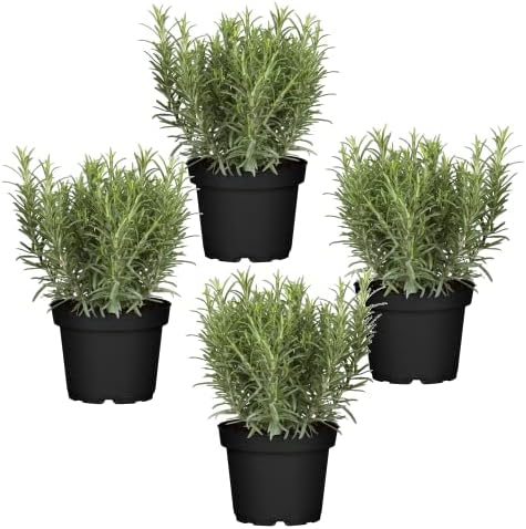 Cuatro Plantas de Romero - Plantas Premium DECOALIVE - Hierbas Na...