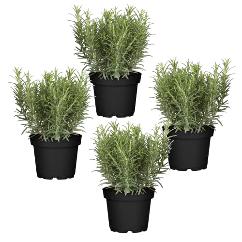 Cuatro Plantas de Romero - Plantas Premium DECOALIVE - Hierbas Naturales para Huerto Urbano - Plantas Aromáticas
