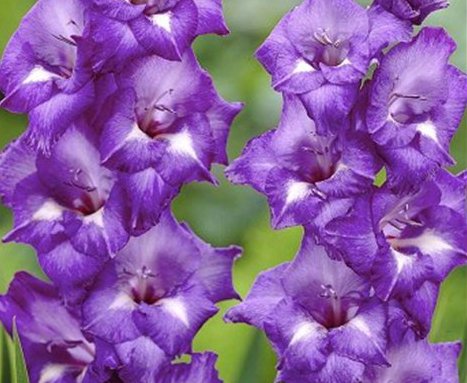 (10) Blue Isle Spectacular Large Flowering Bullbs Gladiolus Blue, Purple & White Gladioli,Sword Lily Bulb, Plant, Start, Root