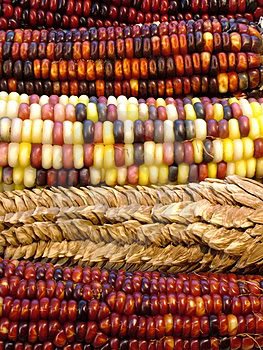 100 Ornamental Indian Corn Wampum Mixed Colors Zea Mays Vegetable Seeds 100 Ornamental Indian Corn Wampum Mixed Colors Zea Mays Vegetable Seeds
