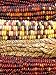 100 ORNAMENTAL INDIAN CORN WAMPUM Mixed Colors Zea Mays Vegetable Seeds