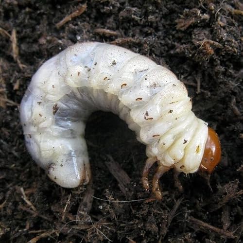 Insect week: Beetling about, solitary bees, and summer strawbs