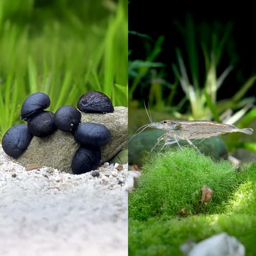 Aquarium Algenfresser Set | 5 Amanogarnelen & 5 Anthrazit-Napfschnecken gegen Algen & Biofilme | Natürliche Reinigung für Aquascapes & Pflanzenaquarien ab 54L | Effektive Algenkontrolle ohne Chemie