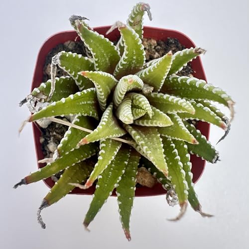 Live Succulent Plants - Assorted Varieties in Two Pot Sizes