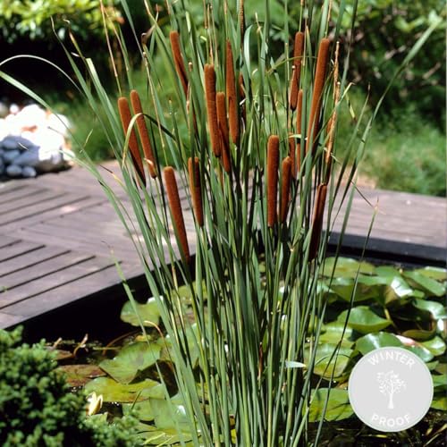 Bloomique - Typha Latifolia - Breitblättriger Rohrkolben - Teichpflanzen Winterhart - Wasserpflanzen - Zone 2-3 - Höhe 15-25 cm - Topf 9 cm
