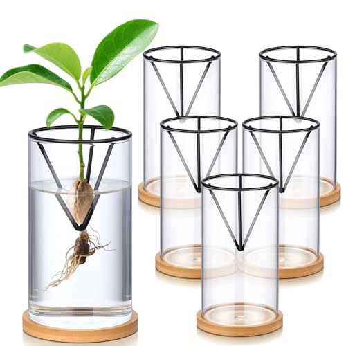 Baderke 6 Pcs Glass Avocado Tree Growing Kit Avocado Seed Starter Vase Planter Including Glass Vases with Wooden Bases and Metal Brackets for Indoor Outdoor Garden Office Decoration