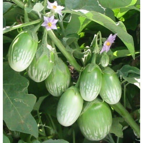 Live Brinjal Vegetable Plant, Fresh Brinjal,High yielding variety...