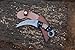 NY BLADES Custom Handmade Damascus Steel Karambit Knife with Full Metal Handle and Leather Sheath (Style 3)