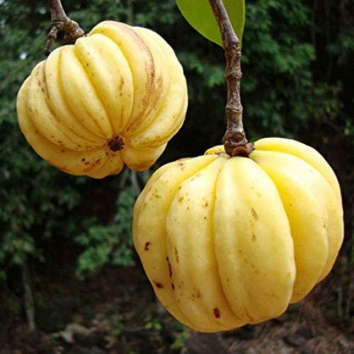 Creative Farmer Live Plant Garcinia Gummi-Gutta Grafted Rare Cambogia Malabar Tamarind Kudampuli Garden Plant(1 Healthy Live Plant) (B07YYBL1ND) Amazon Price History, Amazon Price Tracker