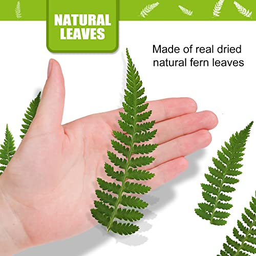 42 hojas naturales secas de helecho prensado para manualidades miniatura 2