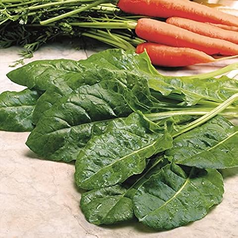 Keep Cropping Spinach Value Plug Plants Cover