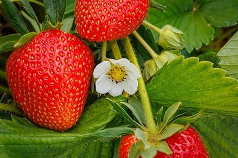 GreenCaart Live Red Strawberry Fruit Very Sweet juice Healthy Hybrid Plant Pack of 1 (B0CQMNCCKN) Amazon Price History, Amazon Price Tracker