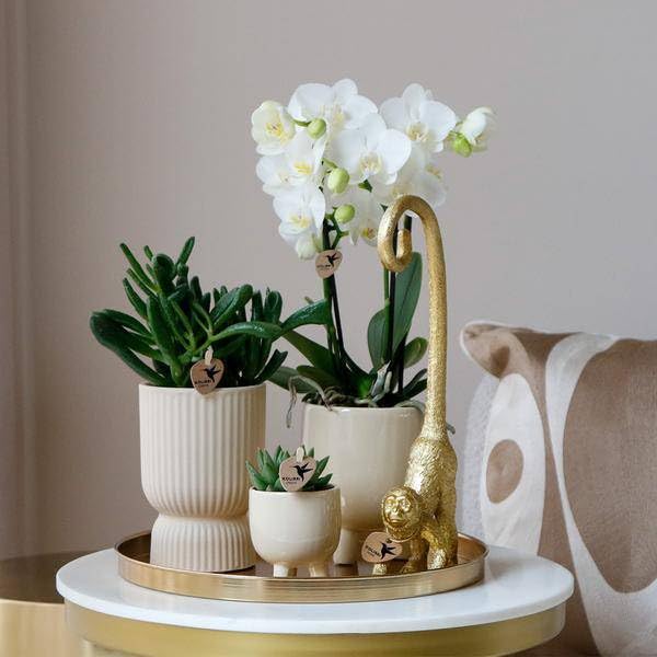 Zestaw roślin Luxury Living – biała orchidea Phalaenopsis Amabilis + sukulenty – trawertyn ceramiczne doniczki ozdobne – w zestawie fantazyjne akcesoria do małp – modny zestaw dekoracyjny do wnętrz