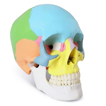 Painted Human Skull Model, Life Size Replica Medical Anatomy Adult Model with Removable Skull Cap and Articulated Mandible, Full Set of Teeth, 3-Part Didactic Skull Anatomical Model | Medical Anatomy Adult Model with Removable Skull Cap and Articulated Mandible, Full Set of Teeth