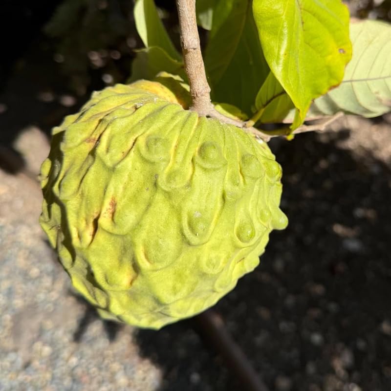 Amazon.com : Cherimoya Tree Live Plant, Sugar Apple Like, 8-10 inches Tall  in Half Gallon Pot, Sweet Tropical Fruit for Gardening, No CA : Patio, Lawn  & Garden