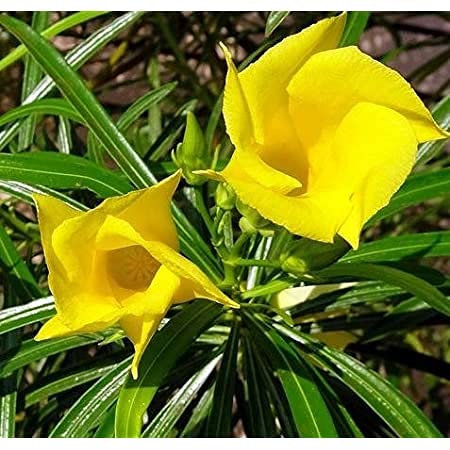 EasySeeds™ Kaner, Yellow Kaner, Yellow Oleander,Cascabela Thevetia, Lucky Nut, Peeli Kaner,Kolkaphul,Utonglei, Kaadukaasi Kanagalu Seed (Pack of 75 Seeds) (B09HR6GJSM) Amazon Price History, Amazon Price Tracker