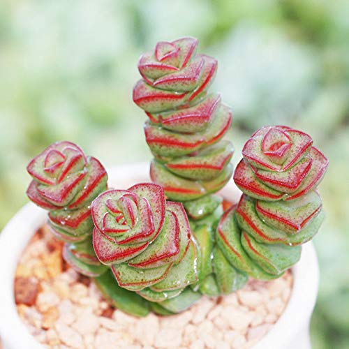 SEMI DI GERMINAZIONE: Saftige en direct-Pflanze - Crassula, Jade collana 4 centimetri -Startseite Garten Pflanzen Seltene Nette