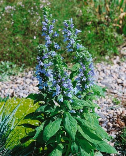 Lobelia siphilitica 'Blaue Auslese' 9x9 cm Topf – Winterhart,...