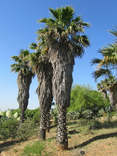 Washingtonia robusta palma ventaglio semi 50