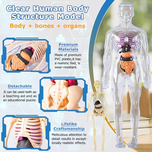 Image of 3D Human Body Model with Removable Bones,Organs,Transparent Anatomy Figure with Luminous Design,DIY Human Organ Model for Study,Teaching Demonstration,Science Early Learning