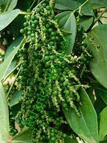 GREEN WAVE Plant High Yielding Hybrid Rare Tropical Thekkan Bunch Black Pepper Spice - Garden (Piper Nigrum) Balconies (1 Live …Herb Plant) (B0BKWKRKWT) Amazon Price History, Amazon Price Tracker