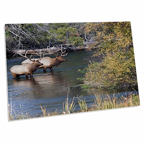 Desk Pad 3dRose Rocky Mountain Bull Elk 23x16 pulgadas