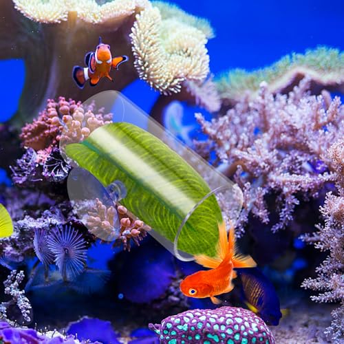 Image of Betta Fish Acrylic Tube Tunnel 1 Pack Betta Fish Shelter Hideaway Fishing Leaf Pad Simulating The Natural Habitat Toys Decor Hideout for Shrimp Cichlid Hiding Breeding