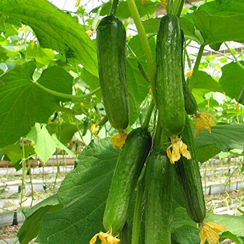 High Yield Mini Cucumber Hybrid Seeds (B08LTF4DNM) Amazon Price History, Amazon Price Tracker