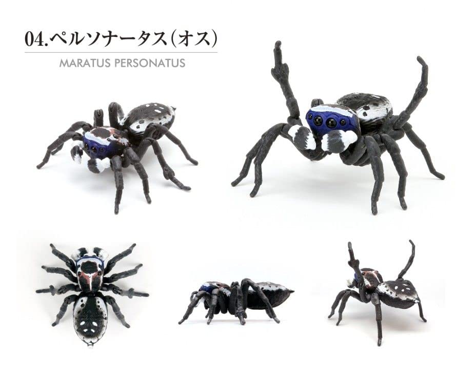 Amazon.co.jp: いきもの大図鑑 ピーコックスパイダー 全5種類