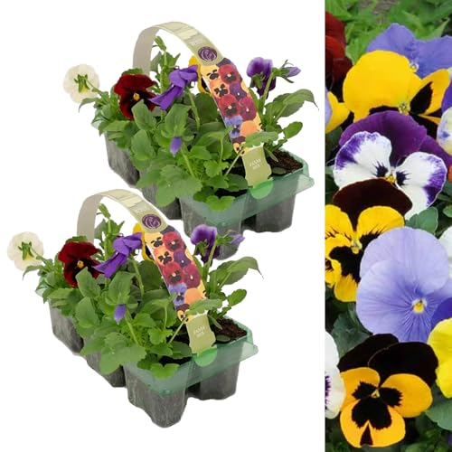 Carbeth Plants Pansy 20 Pack Matrix Mix - Ideal for Pots Borders & Hanging Baskets