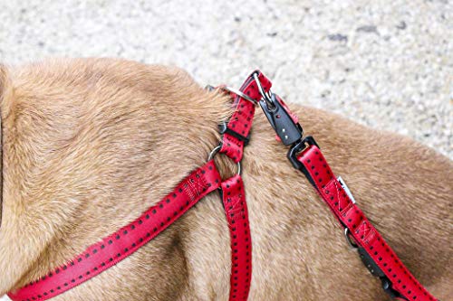 Ferplast Cricket Grande, Peitoral para Cães, Azul, com Estofamento Interno Ferplast para Cães, Grand