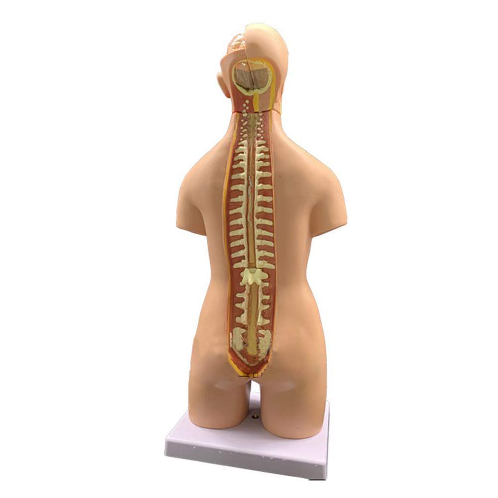 55cm Unisex Cuerpo Humano Torso Médico Anatómico Anatomía Órganos Internos para La Enseñanza, Desmontable 19 Partes