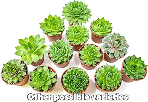 Sempervivum Succulents Plants Succulent Plant Decor (5Pk), Live Plants Indoor Plants Live Houseplants, Gardening Gifts For Plant Lovers, Mini Succulent Plants For Delivery Prime By Plants For Pets #TOP7