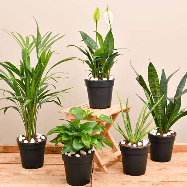 Mphmi Top 5 Air Purifier And Oxygen Enriching Plant Pack (B0BBLYF594) Amazon Price History, Amazon Price Tracker
