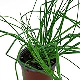 CEBOLLA BLANCA Natural Planta para Cultivar Cebollas Carnosas y Picantes en el Jardín