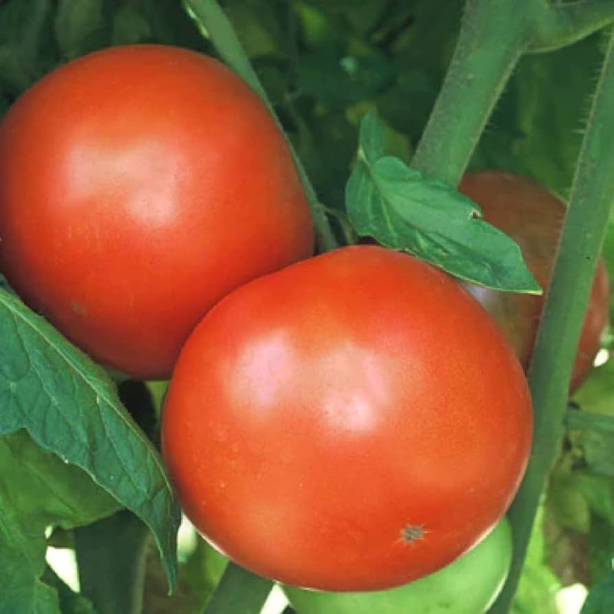 Homestead 24 Tomato Seed (Approx. 100 Seeds) Tomato Seeds